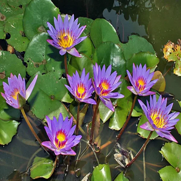 NYMPHEA CAERULEA - Image 4