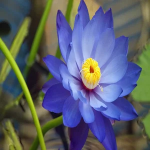 NYMPHEA CAERULEA