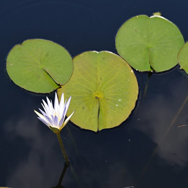 NYMPHEA CAERULEA - Image 3