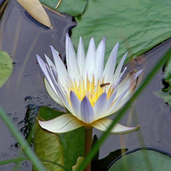 NYMPHAEA NOUCHALI - Image 5