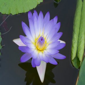 NYMPHAEA NOUCHALI