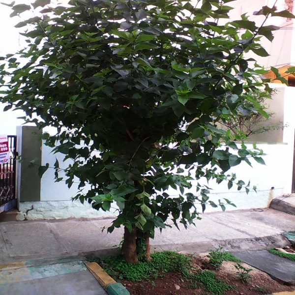NYCTANTHES ARBORTRISTIS - Image 4