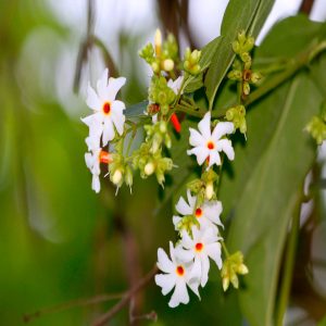 NYCTANTHES ARBORTRISTIS