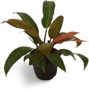 PHP-PHILODENDRON ERUBESCENS