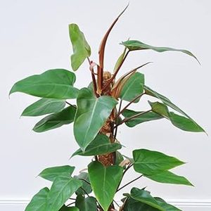 PHP-PHILODENDRON ERUBESCENS