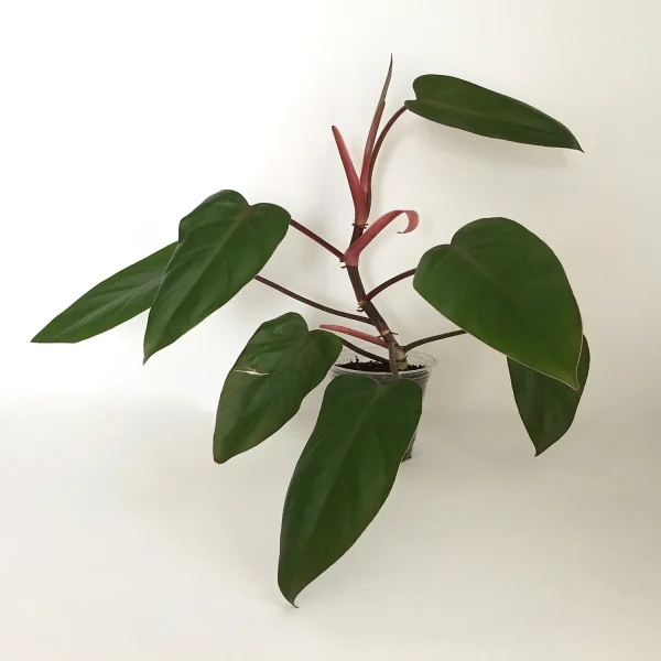 PHP-PHILODENDRON ERUBESCENS - Image 3