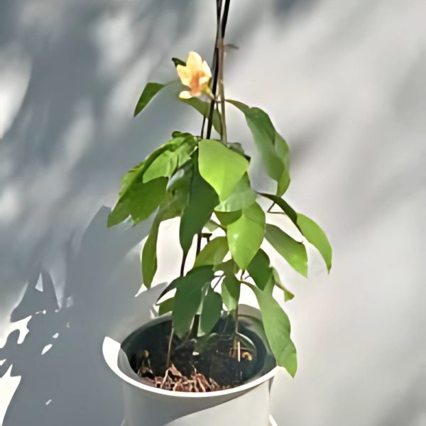 ODONTADENIA GRA.