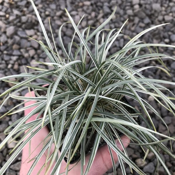 PHP-OPHIOPOGON J . VARIEGATA - Image 2