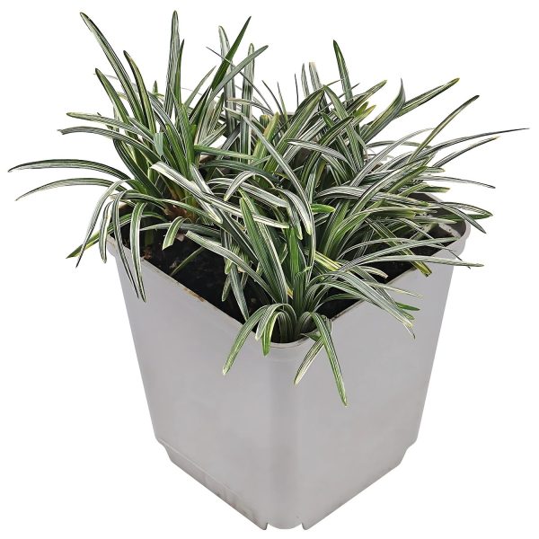 PHP-OPHIOPOGON J . VARIEGATA