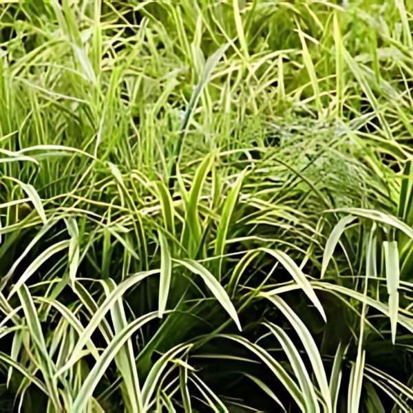 PHP-OPHIOPOGON J . VARIEGATA - Image 3