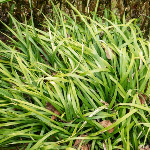 PHP-OPHIOPOGON J . VARIEGATA - Image 4