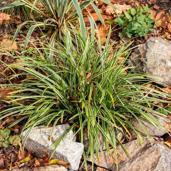PHP-OPHIOPOGON J . VARIEGATA - Image 5
