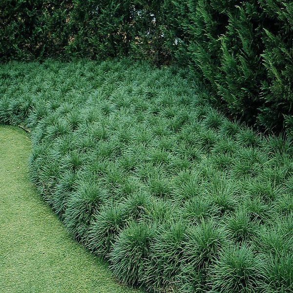 PHP-OPHIOPOGON JAPONICUS - Image 4