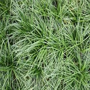 HP-OPHIOPOGON JAPONICUS
