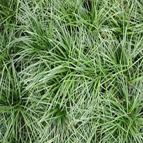 PHP-OPHIOPOGON JAPONICUS - Image 3