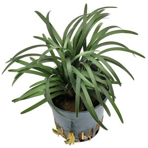 PHP-OPHIOPOGON JAPONICUS