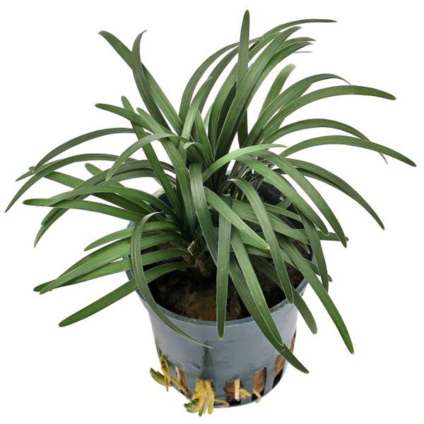PHP-OPHIOPOGON JAPONICUS
