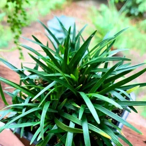 PHP-OPHIOPOGON JAPONICUS