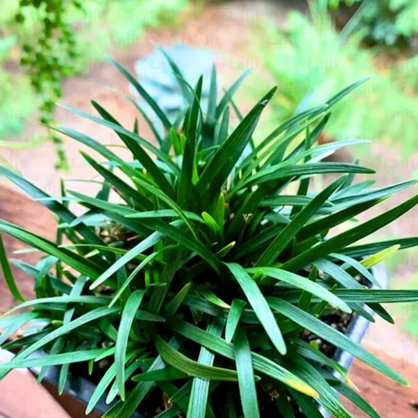 PHP-OPHIOPOGON JAPONICUS - Image 2