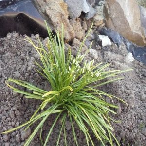 ORNITHOGALUM UMBELLATUM
