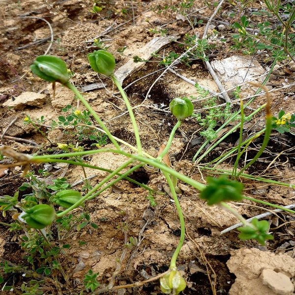 ORNITHOGALUM UMBELLATUM - Image 3