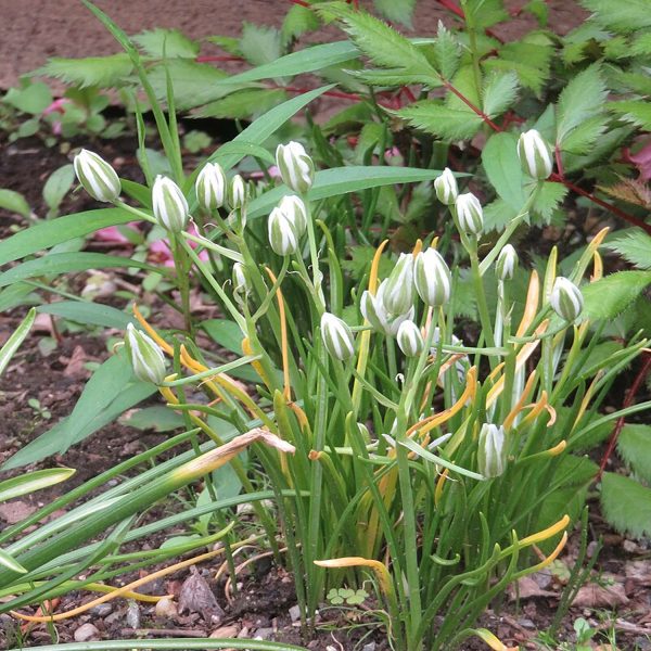 ORNITHOGALUM UMBELLATUM - Image 4