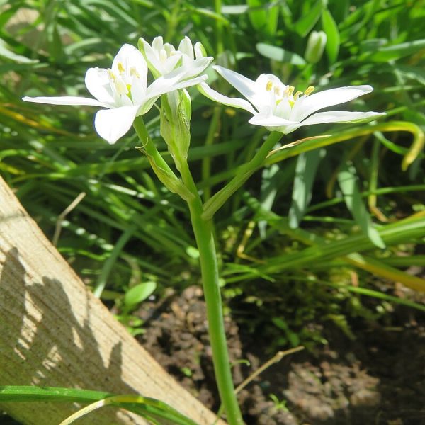 ORNITHOGALUM UMBELLATUM - Image 5