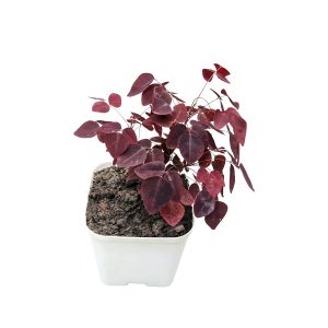 HP-OXALIS HED. RUBRA