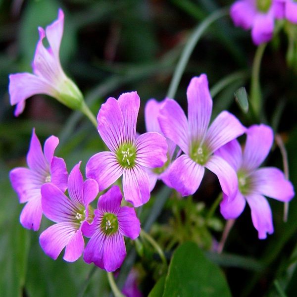 HP-OXALIS HED. RUBRA - Image 5