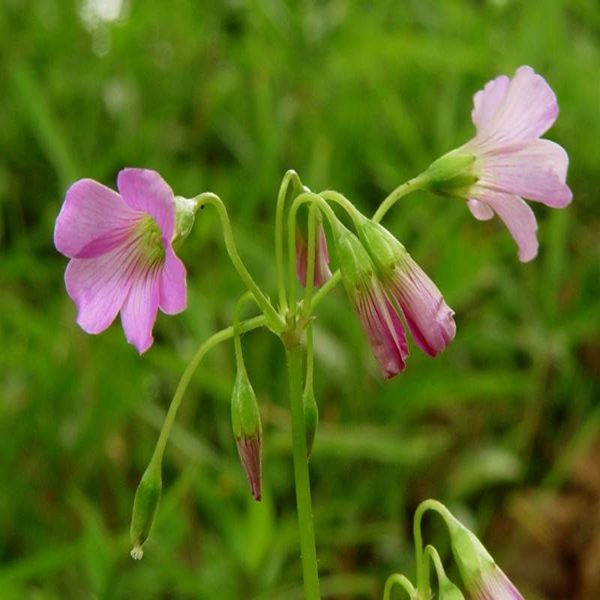 HP-OXALIS HED. RUBRA - Image 2