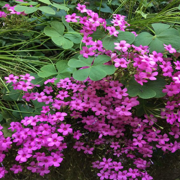 HP-OXALIS HED. RUBRA - Image 4