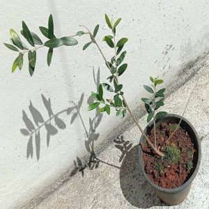 OLEA EUROPAEA