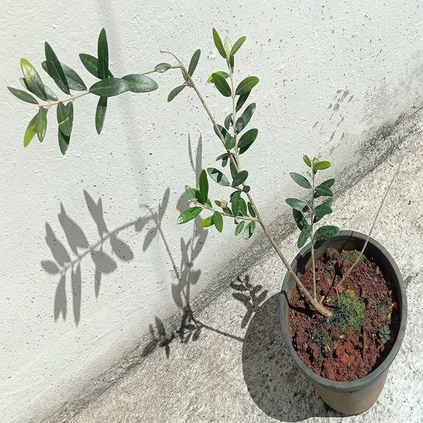 OLEA EUROPAEA