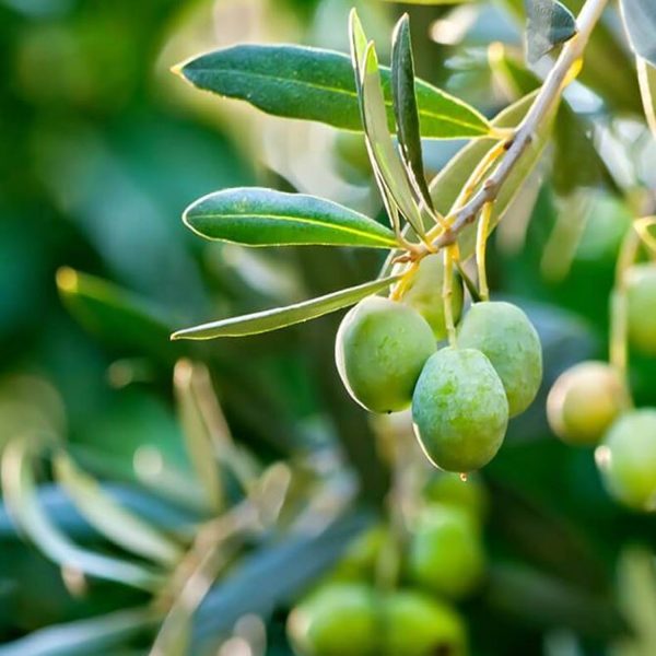 OLEA EUROPAEA - Image 2