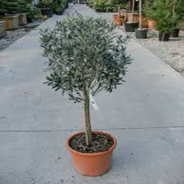 OLEA EUROPAEA - Image 3