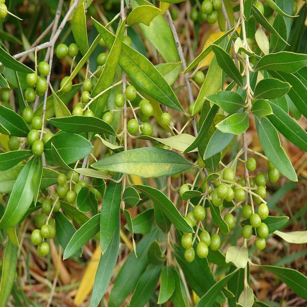 OLEA EUROPAEA - Image 4