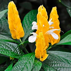 PACHYSTACHYS LUTEA