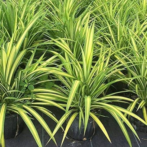 HP-PANDANUS BAPTISII - Image 4