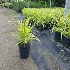 HP-PANDANUS BAPTISII