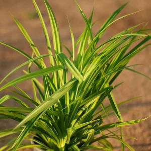 HP-PANDANUS BAPTISII