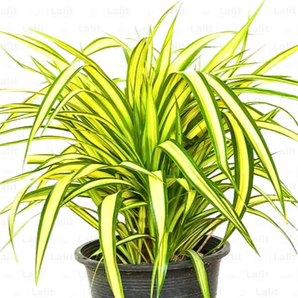 HP-PANDANUS BAPTISII - Image 3