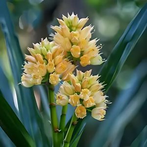 PANDANUS ODORIFER