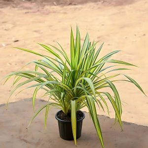 PANDANUS ODORIFER