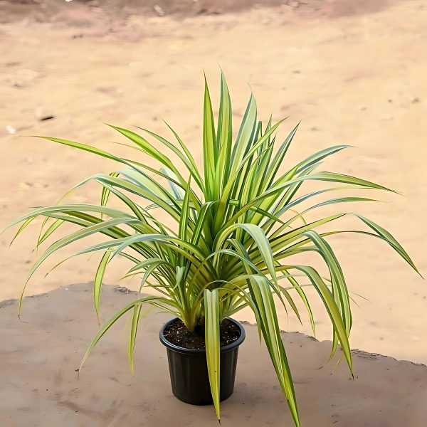 PANDANUS ODORIFER