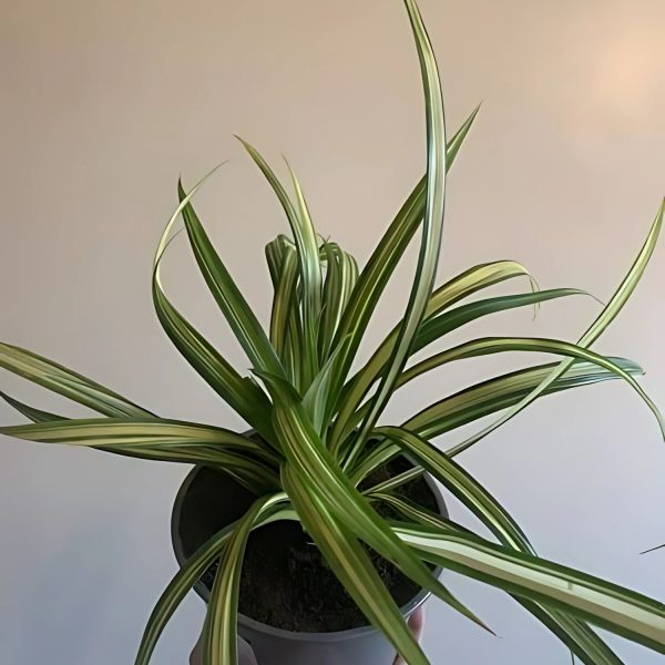 PANDANUS ODORIFER - Image 4