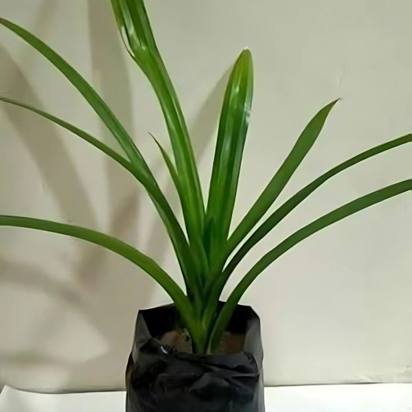 PANDANUS ODORIFER - Image 3
