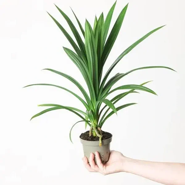 PANDANUS VIETCHII - Image 4