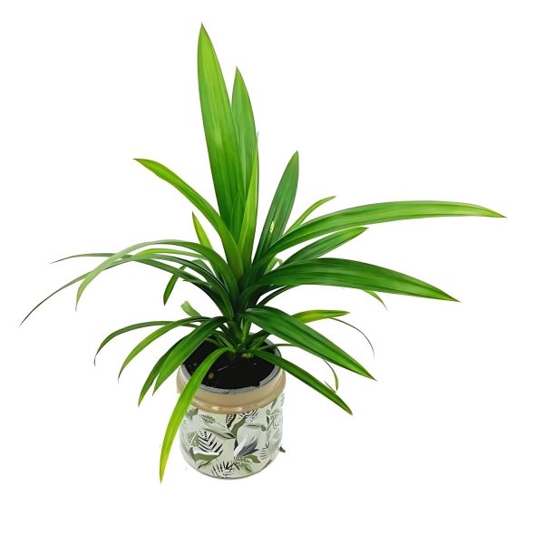 PANDANUS VIETCHII - Image 3