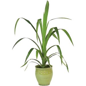 PANDANUS VIETCHII