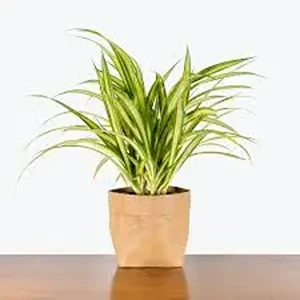 PANDANUS VIETCHII